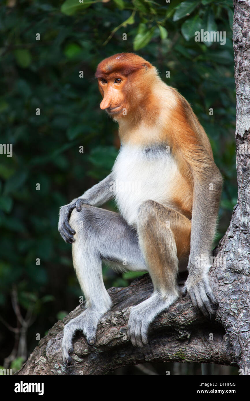Ugly Monkey High Resolution Stock Photography And Images Alamy