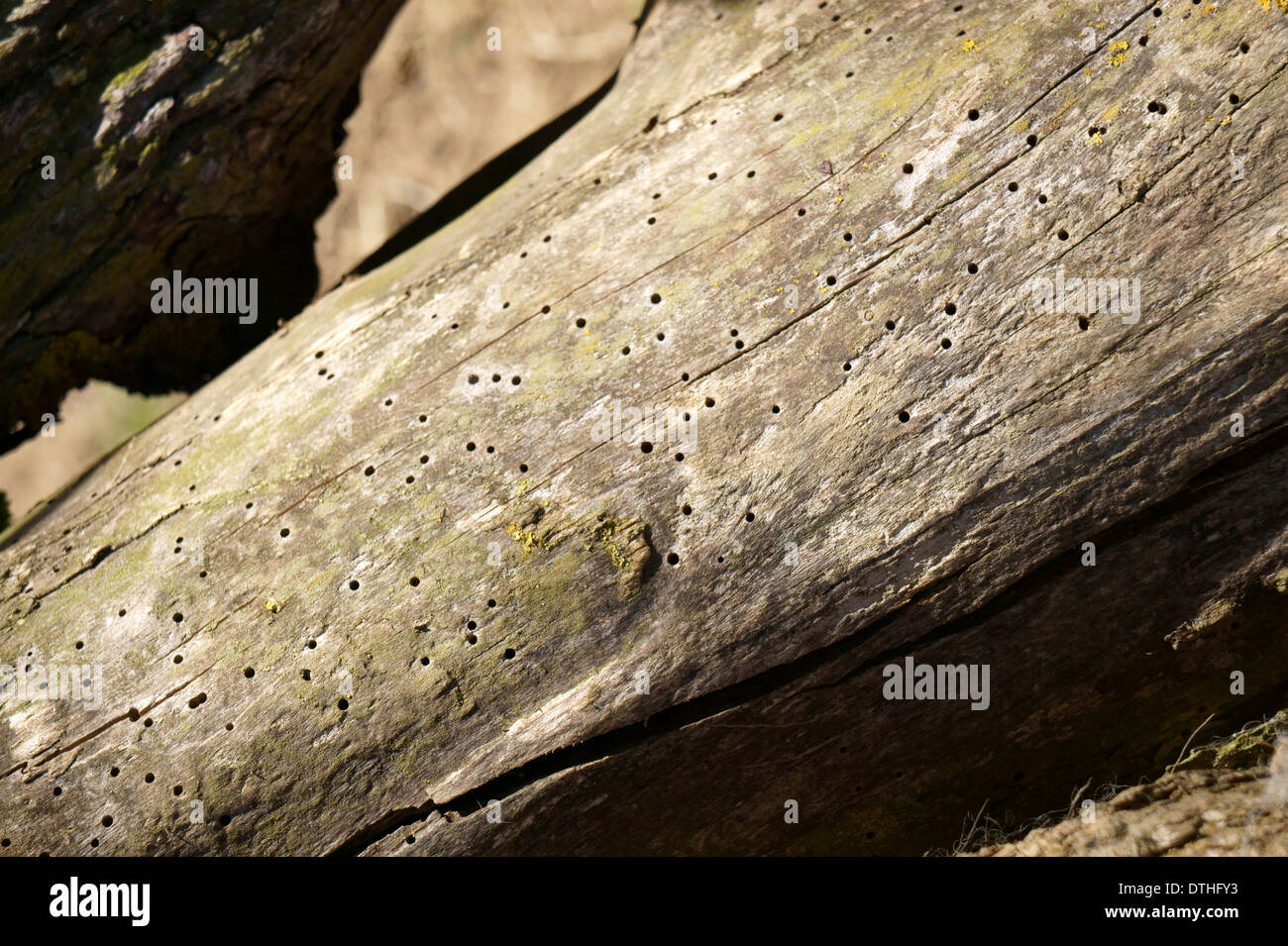 Woodworm holes hires stock photography and images Alamy