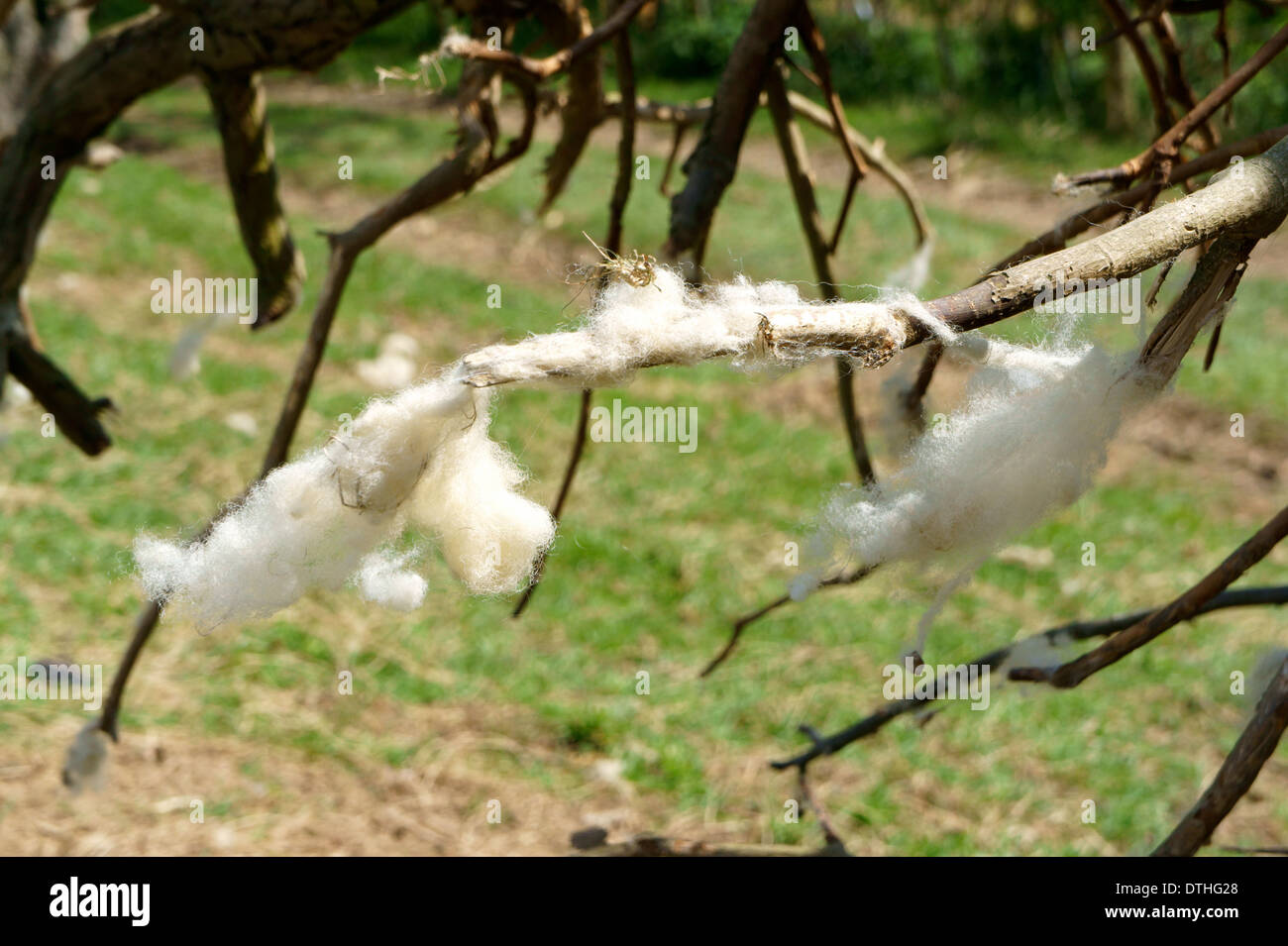Sheep Wool caught around tree branches Stock Photo Alamy