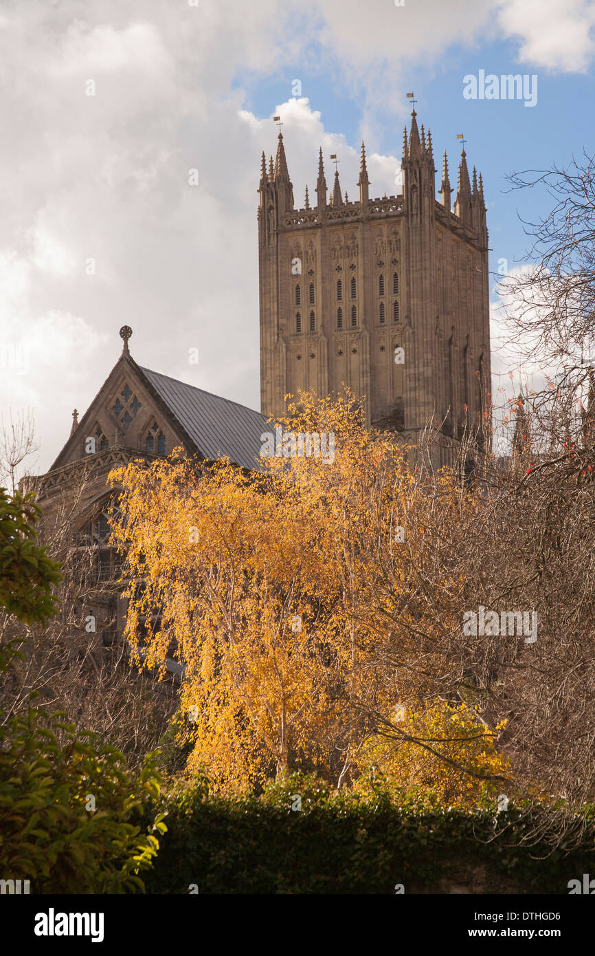 Cathedral of trees hi-res stock photography and images - Alamy