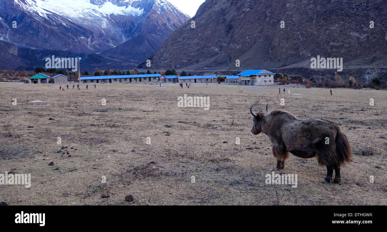 Yak and children playing outside a boarding school in the village of Sama, Nepal. Stock Photo