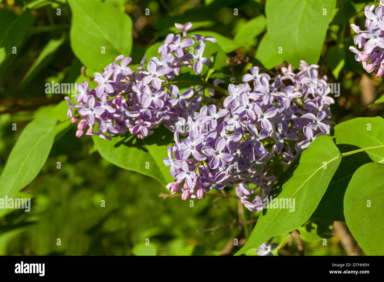 Lilac flowers Stock Photo