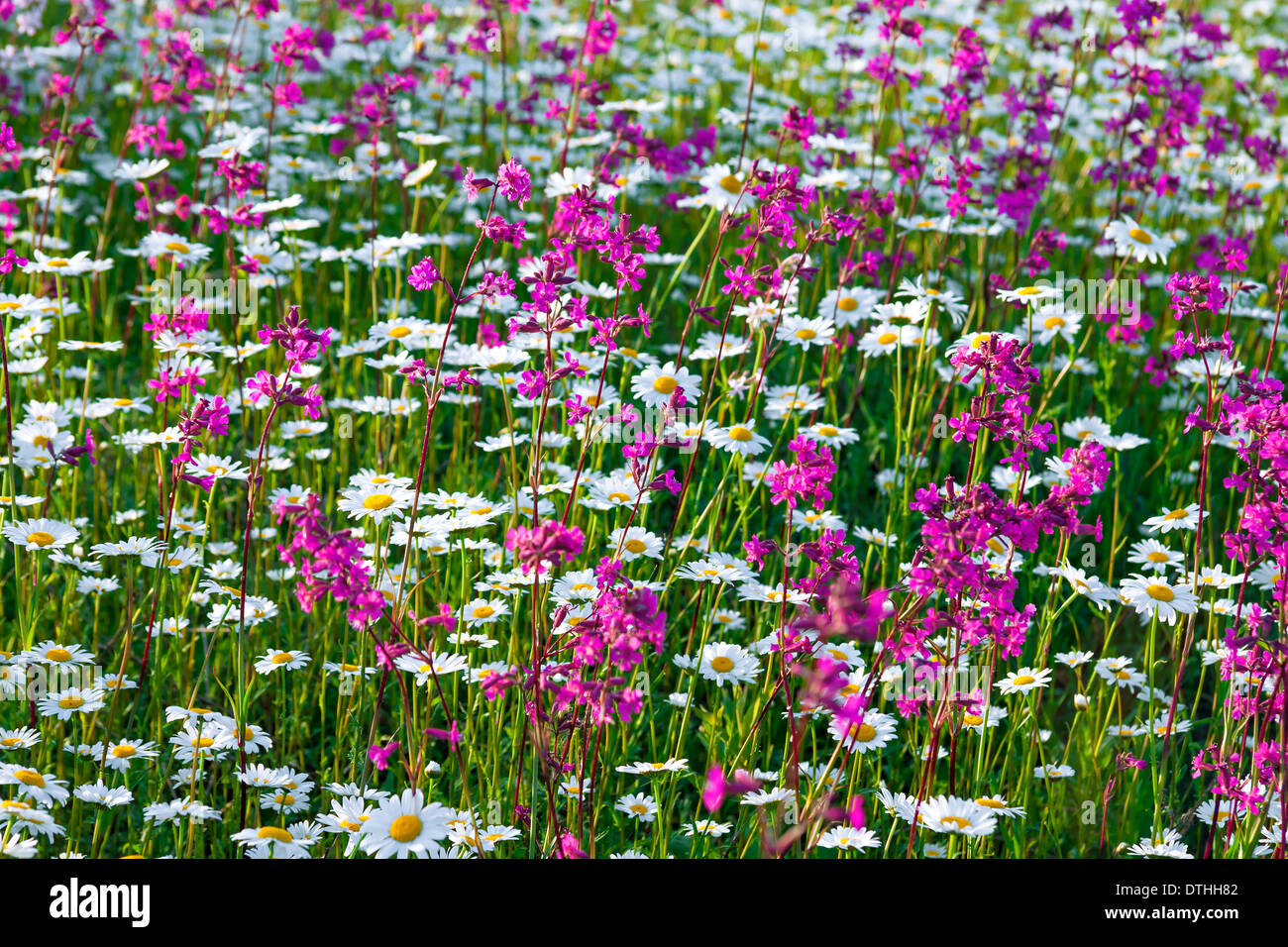 Multi colored chamomile hi-res stock photography and images - Alamy