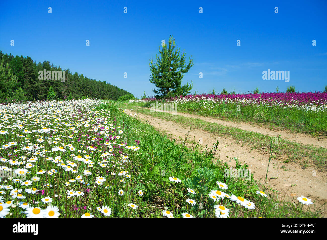 summer landscape with the rural road and a blossoming field Stock Photo ...