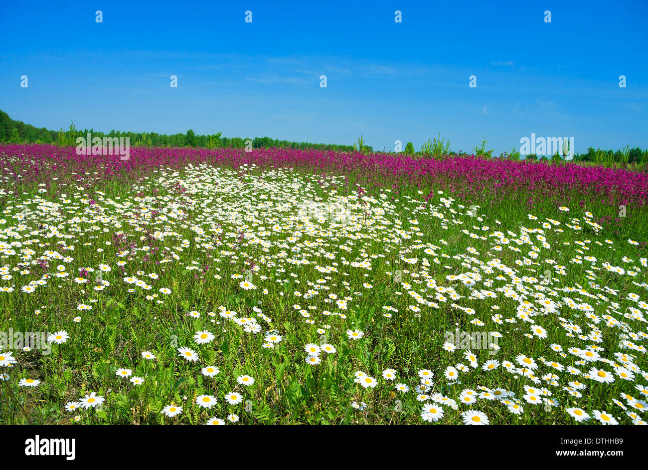 rural summer landscape with the a blossoming meadow Stock Photo - Alamy