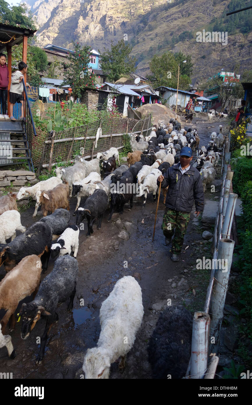 Herding a large group of goats through the town of Jagat, Nepal. Stock Photo