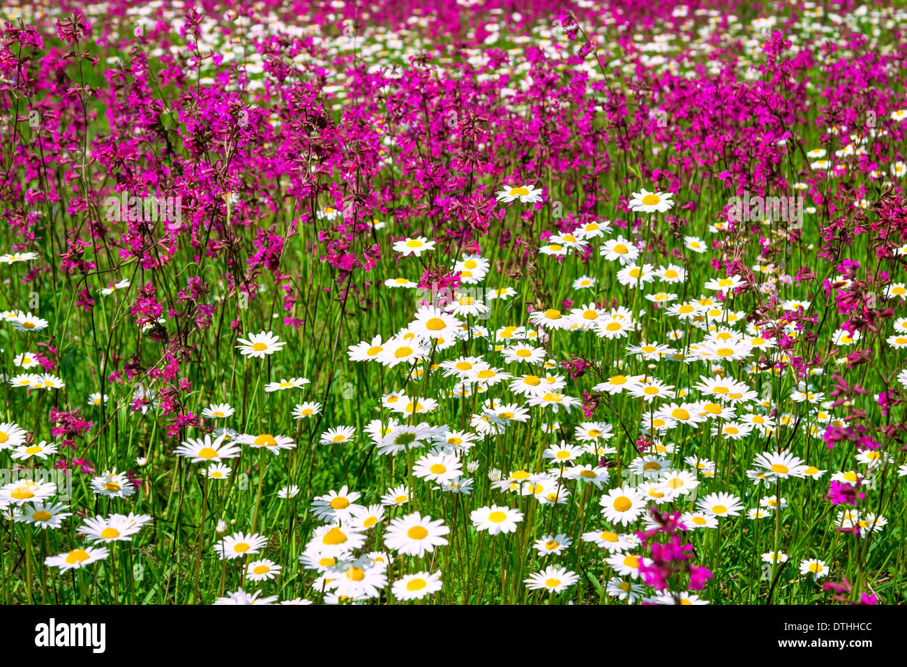 Multi colored chamomile hi-res stock photography and images - Alamy