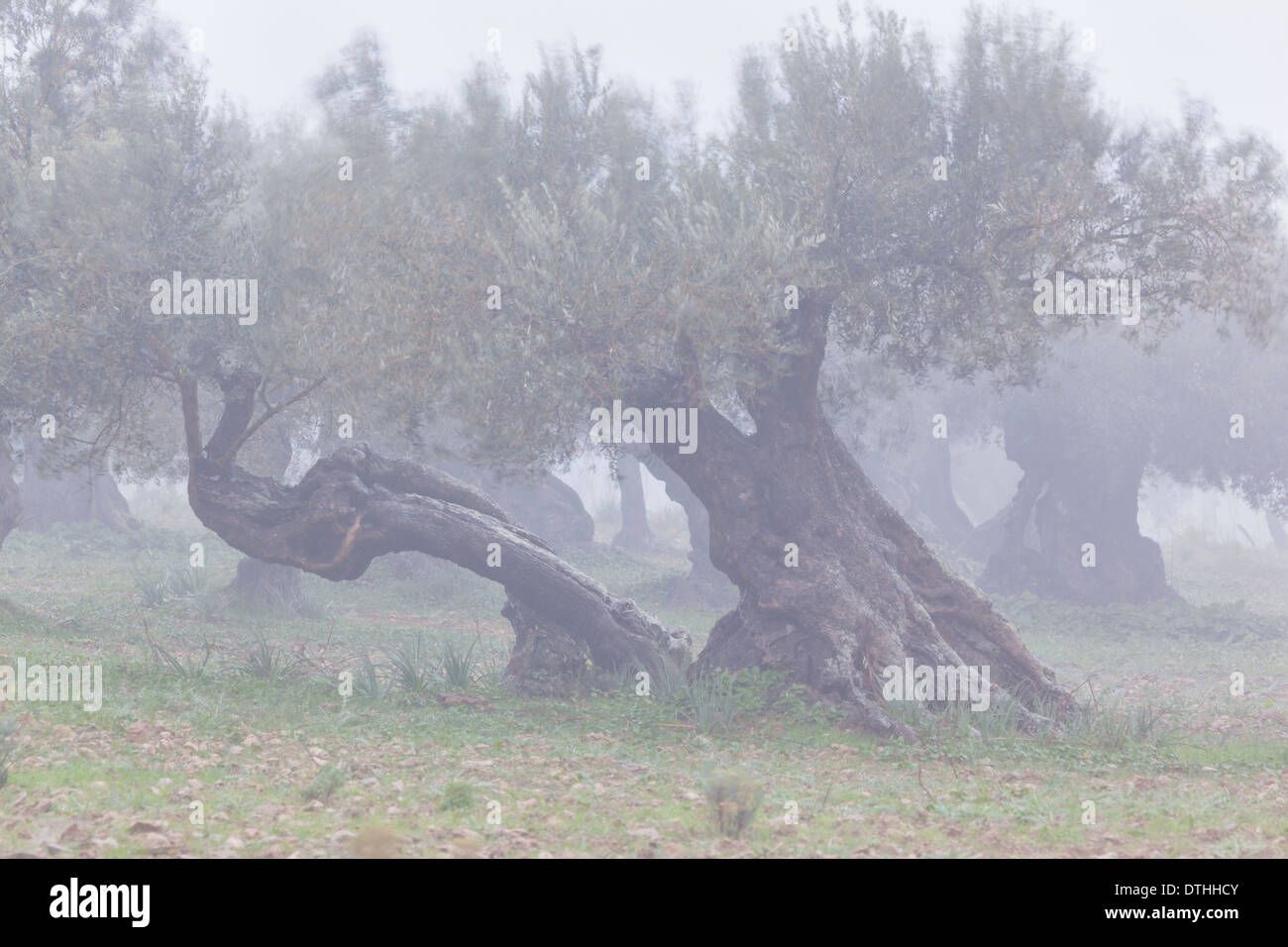 Centennial olive trees in a Winter misty day in Valldemossa area
