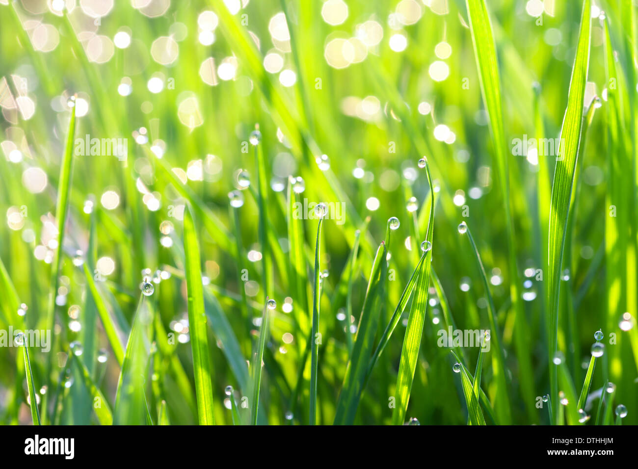 background from a green grass on a lawn with dew drops Stock Photo - Alamy