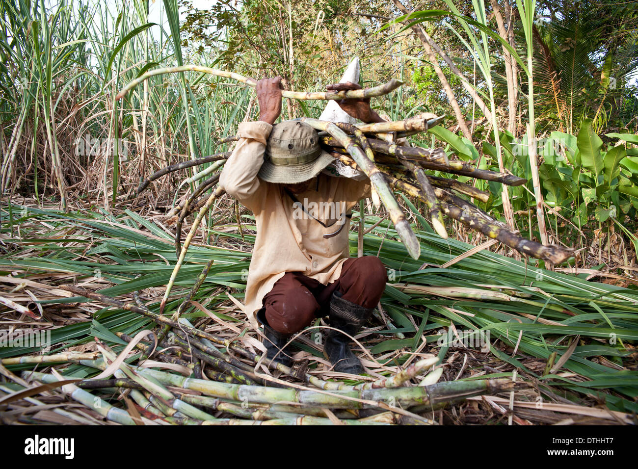 Sugar Cane Farm Clipart Pictures