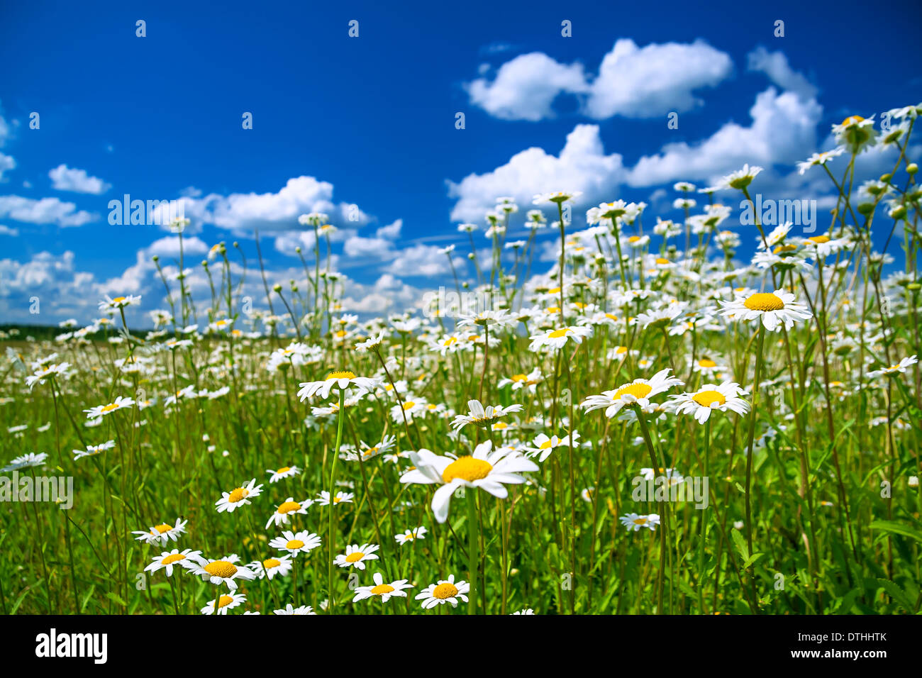 beautiful summer rural landscape with a blossoming meadow and the blue ...