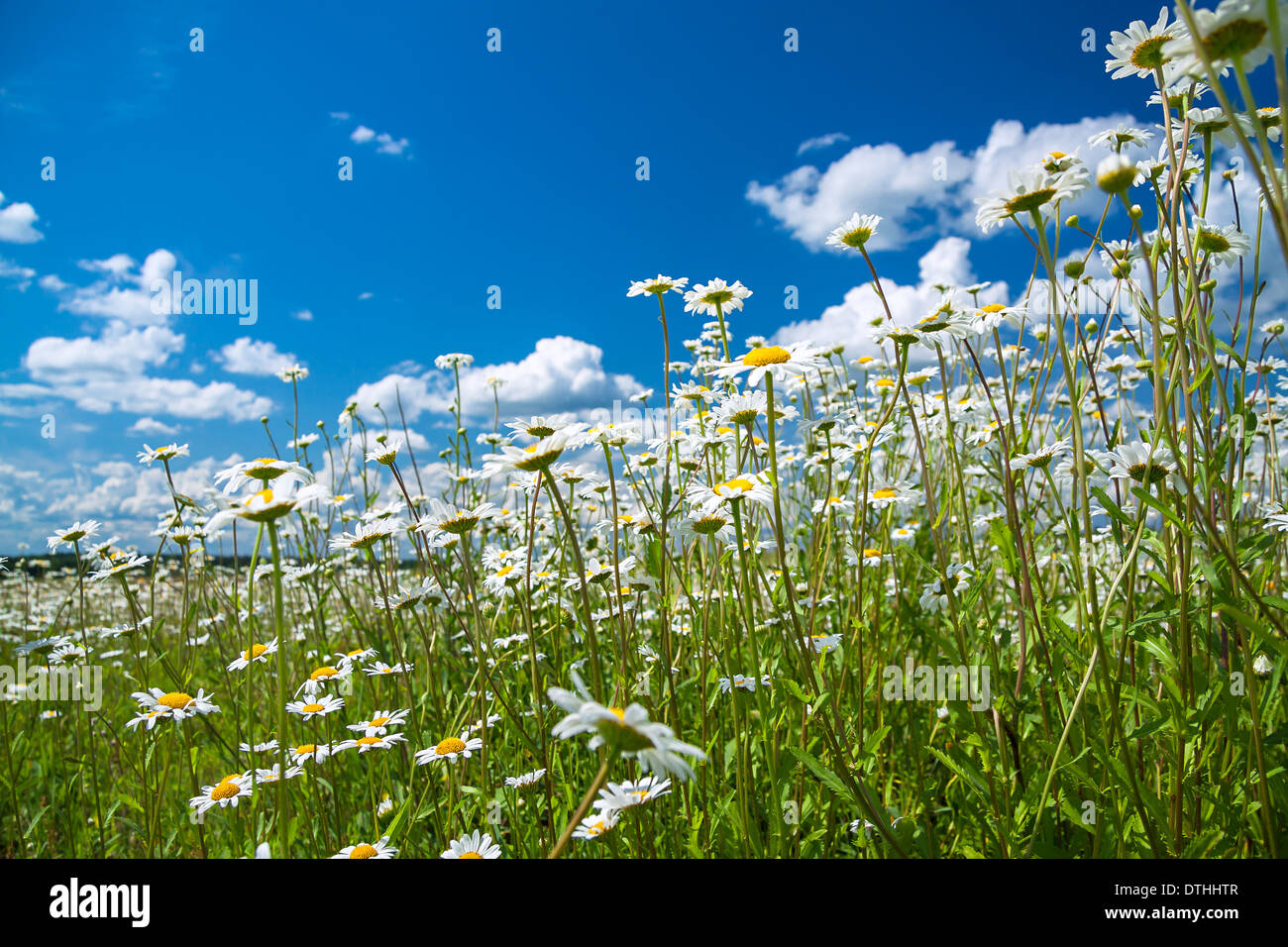 Beautiful spring summer landscape hi-res stock photography and images ...