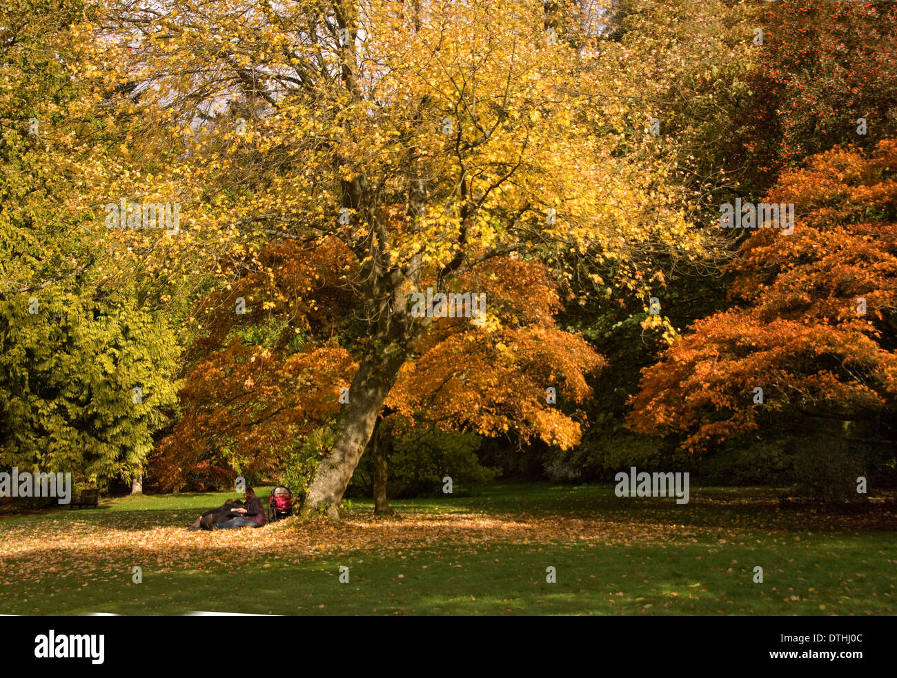 Autumnal tree colours in the National Trust's Stourhead Gardens, Wiltshire,looking across the lake to the Pantheon folly. a UK Stock Photo