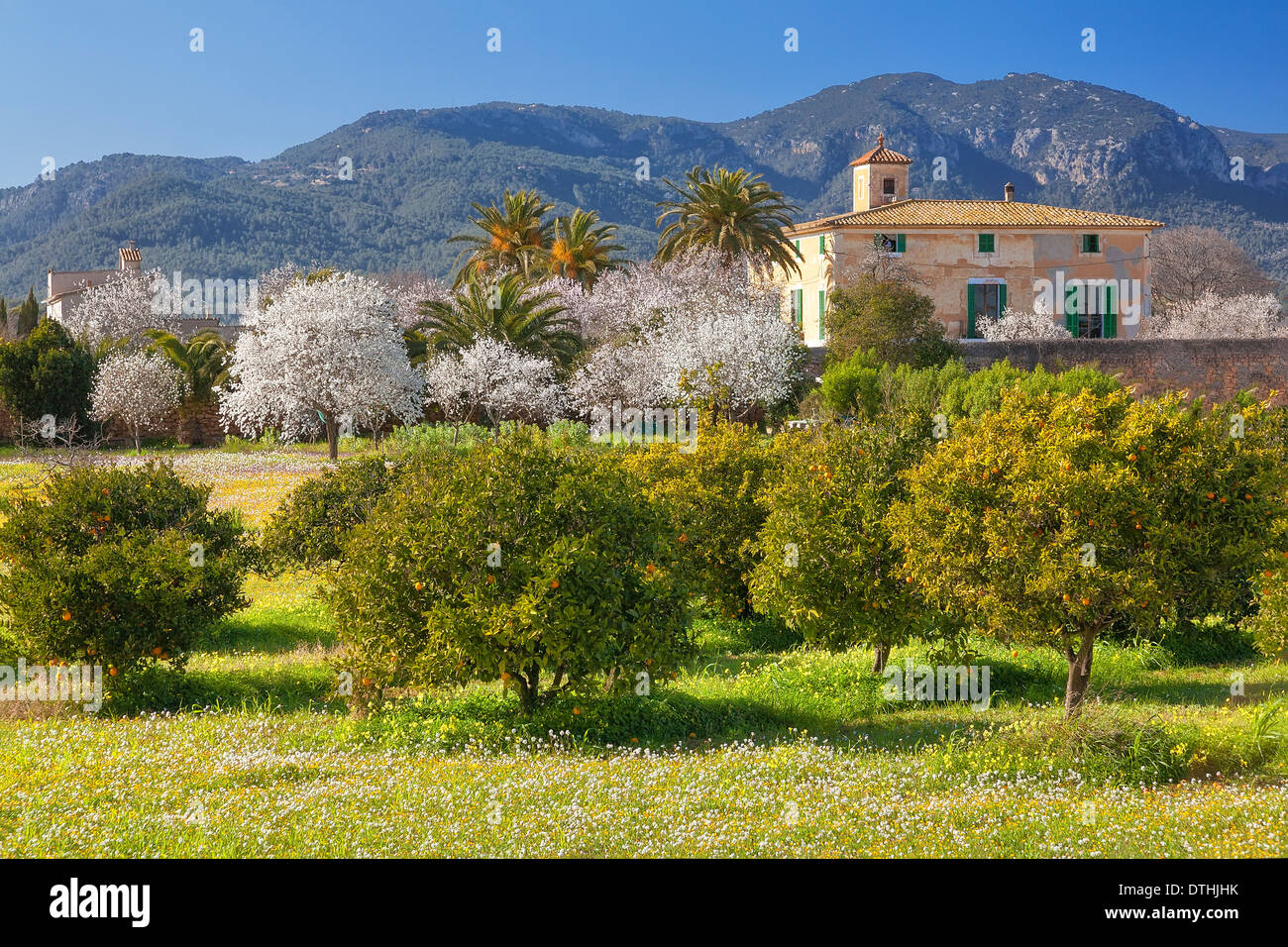 Son Tugores country estate, almond trees in blossom in February. Secar de la Real area. Majorca, Balearic islands, Spain Stock Photo