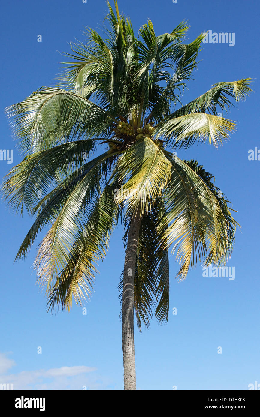 Coconut tree on caribbean beach, Dominican Republic Stock Photo Alamy