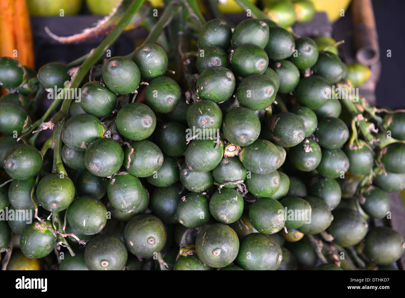 Betel palm nut fruit Stock Photo Alamy