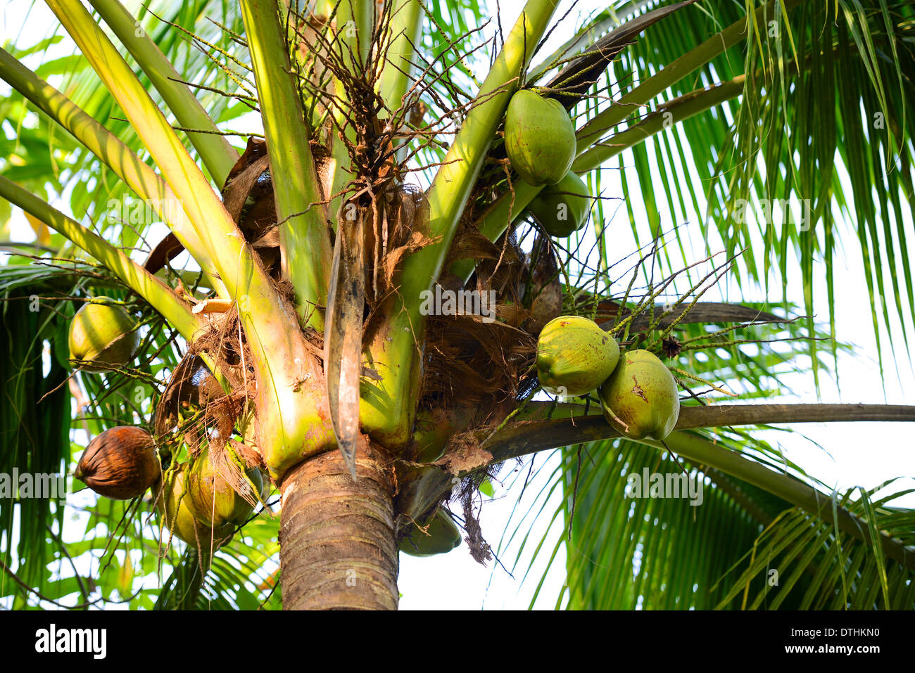 Coconuts on palm tree Stock Photo Alamy