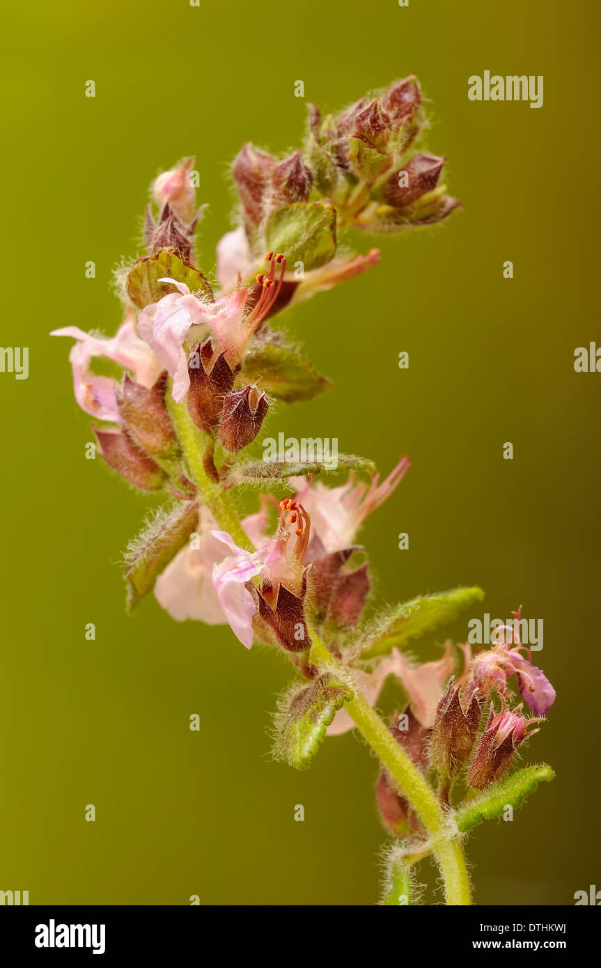 Wall germander, Teucrium chamaedrys, portrait of flower with out of focus background. Stock Photo