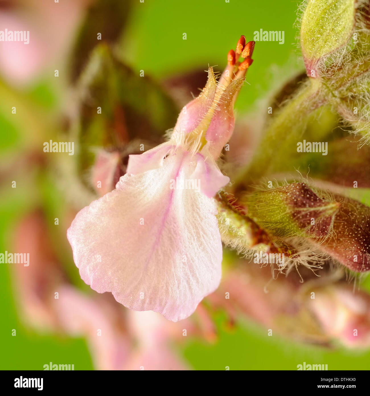 Wall germander, Teucrium chamaedrys, portrait of flower with out of focus background. Stock Photo