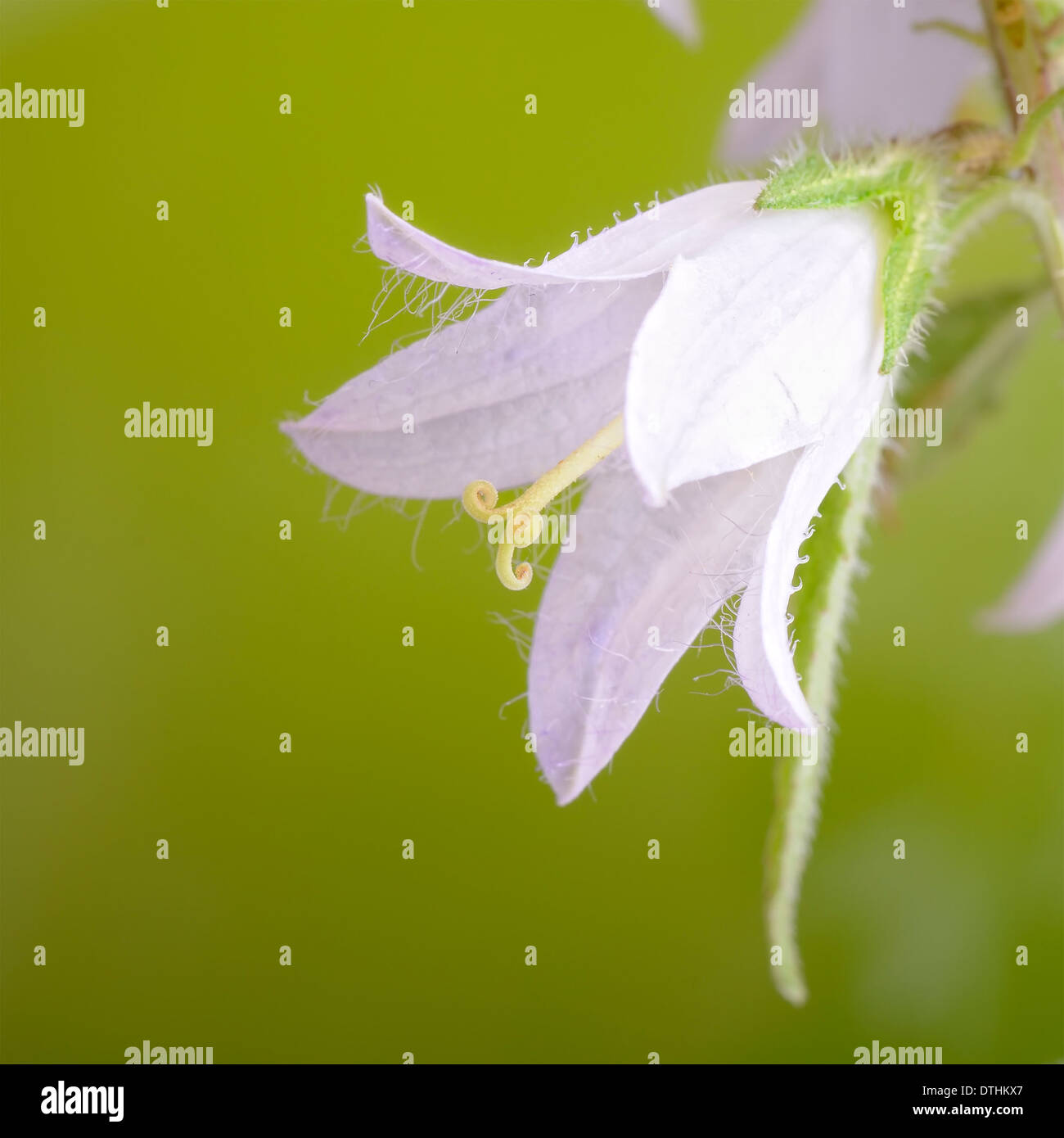 Wide-leaved Bellflower 'Alba' Campanula latifolia, portrait of white flower with nice out of focus background. Stock Photo