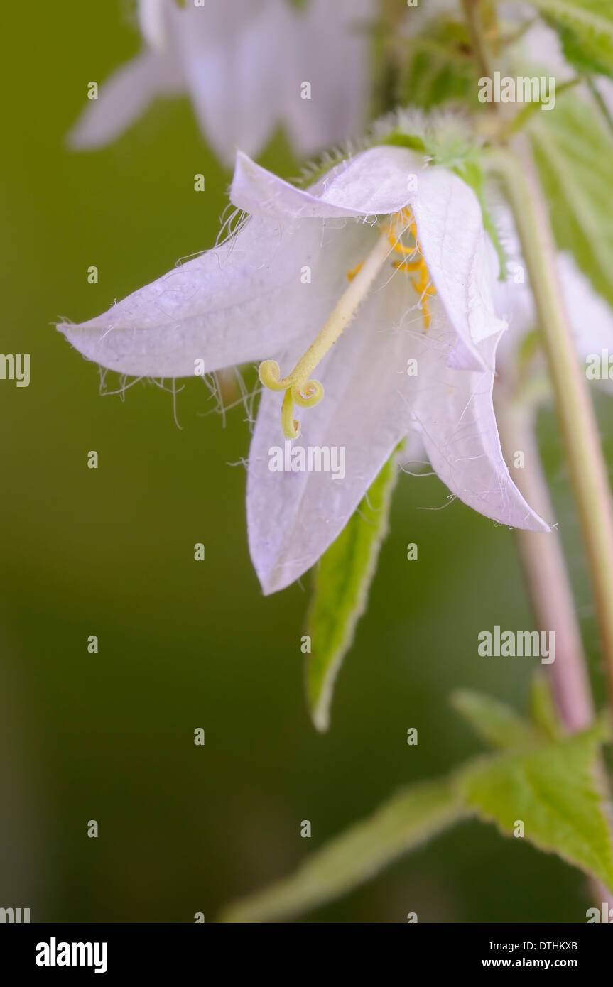 Wide-leaved Bellflower 'Alba' Campanula latifolia, vertical portrait of white flower with nice out of focus background. Stock Photo