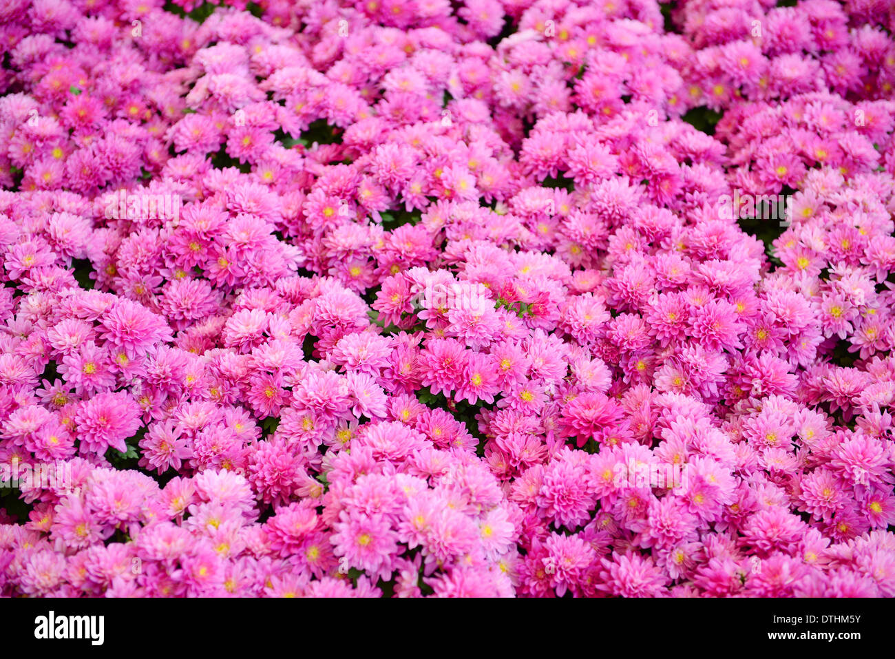 Pink Chrysanthemum Background Stock Photo - Alamy
