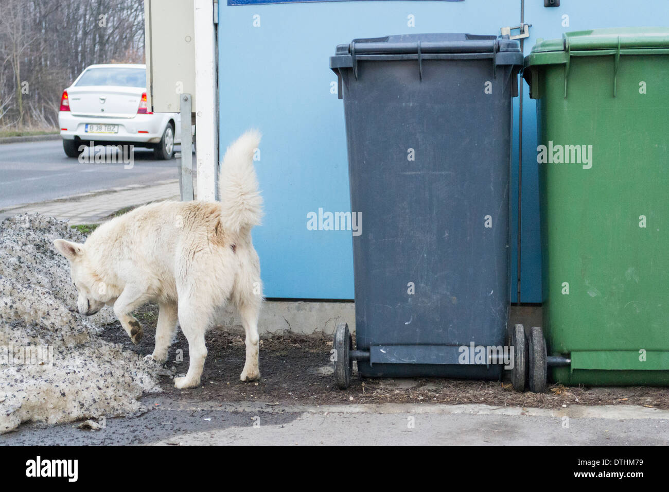 White stray dog (Canis lupus familiaris) Stock Photo