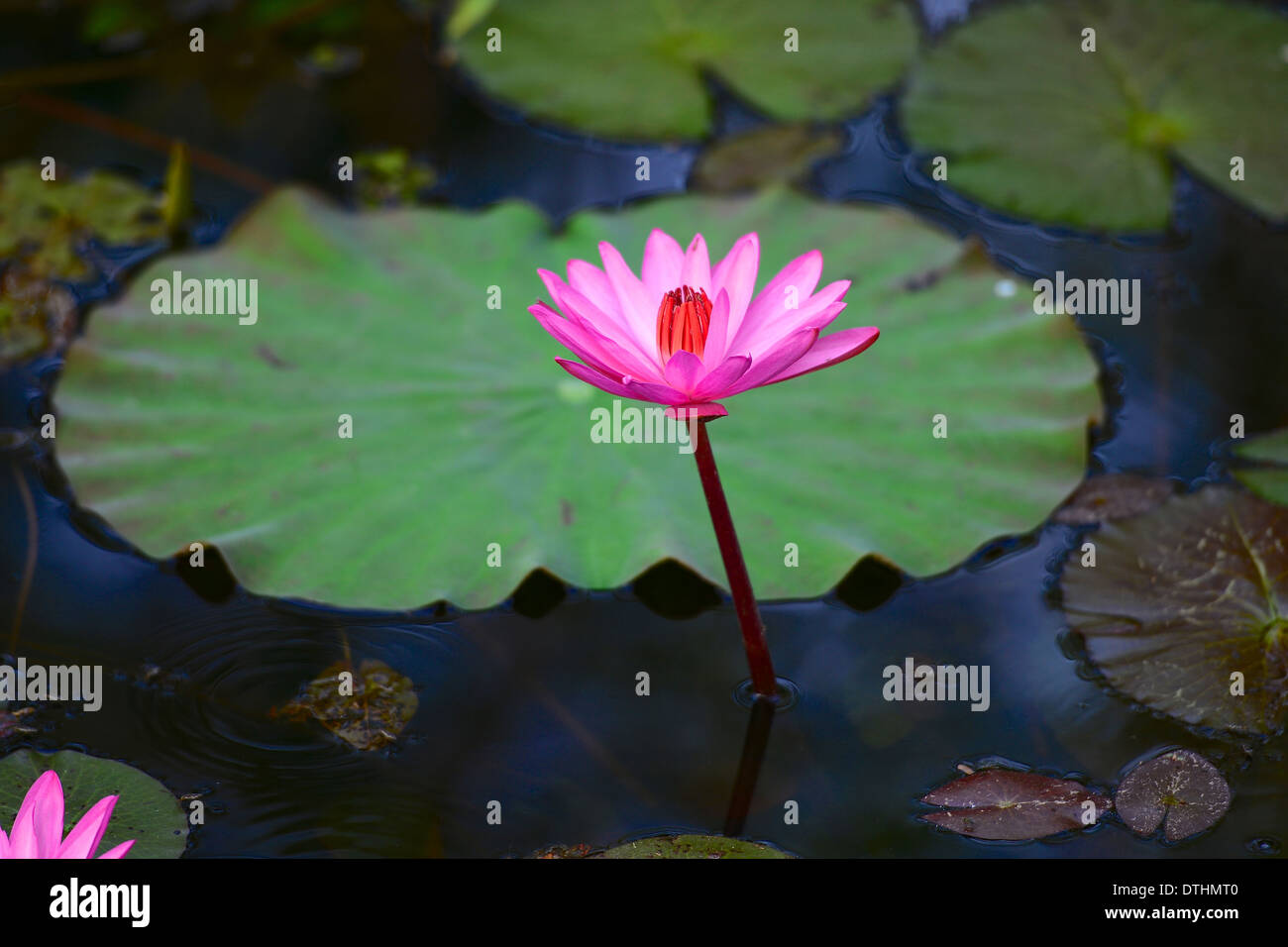 Pink water lily Stock Photo