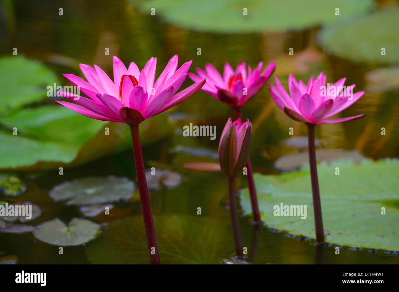 Pink water lily Stock Photo
