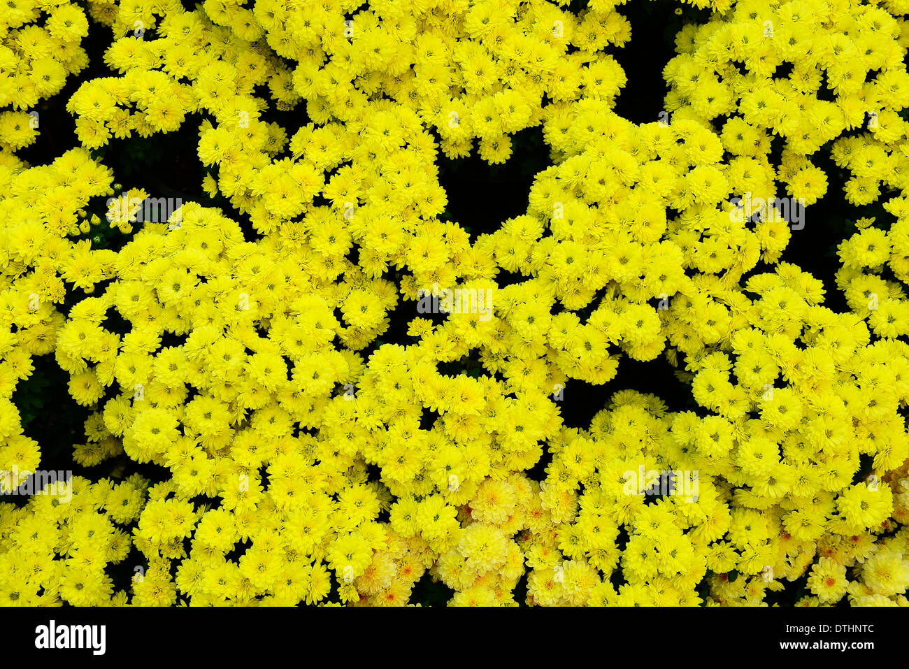Yellow Chrysanthemum Background Stock Photo