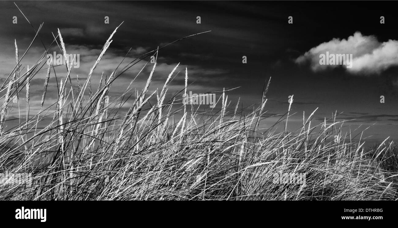 Grass and Sky Stock Photo