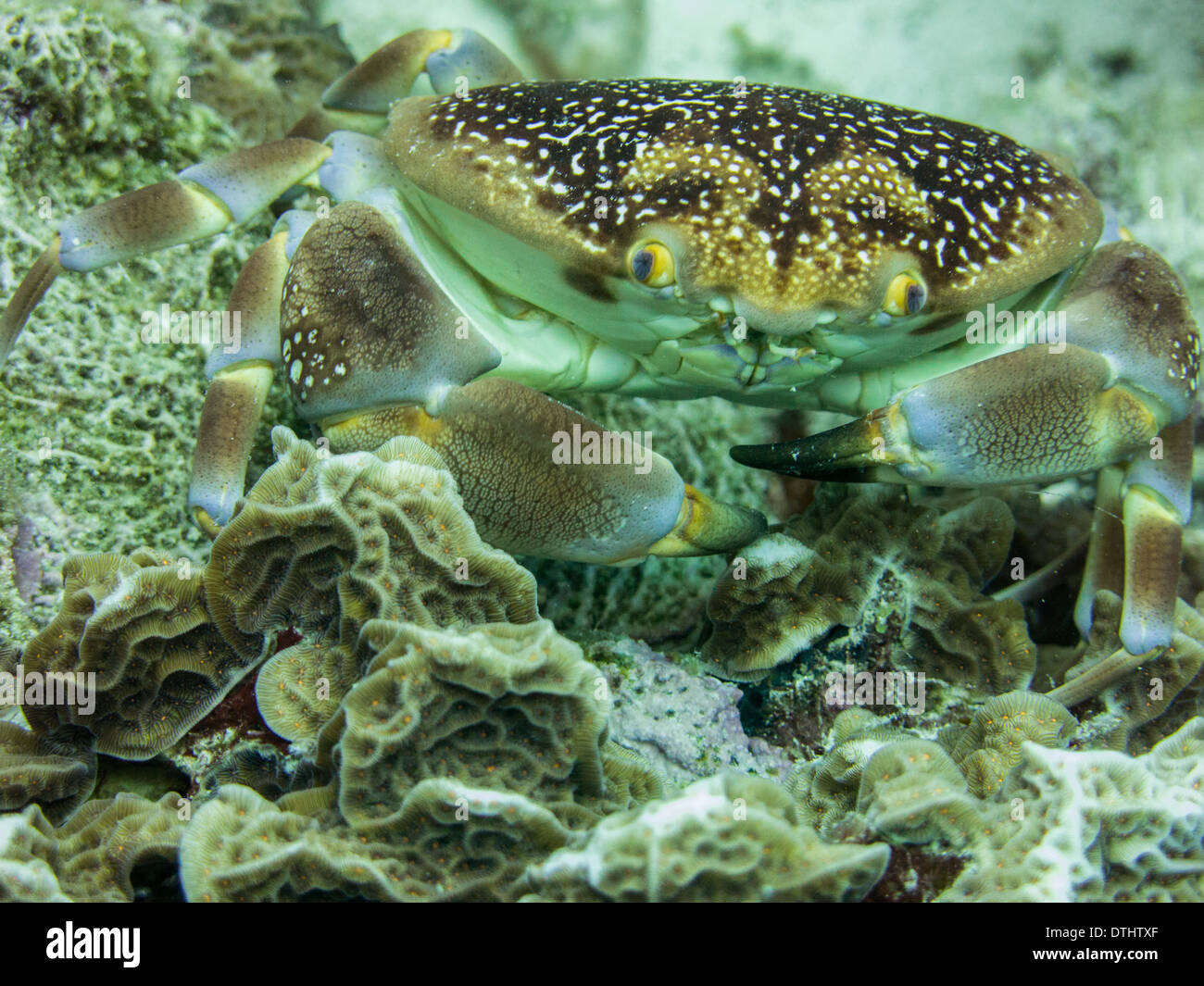 Batwing crab in reef Stock Photo
