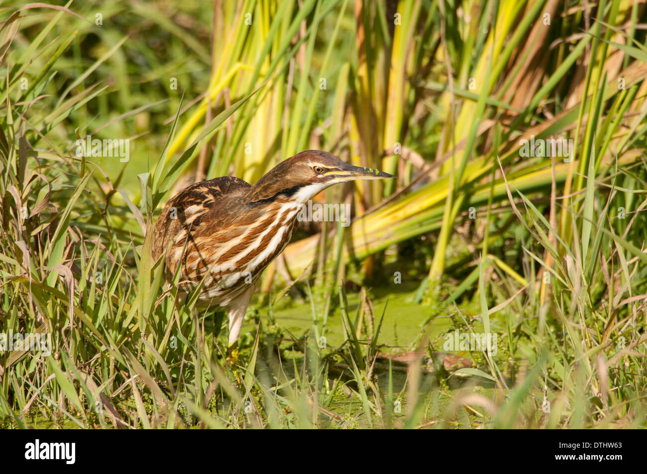 American Bittern hiding in the reeds Stock Photo - Alamy