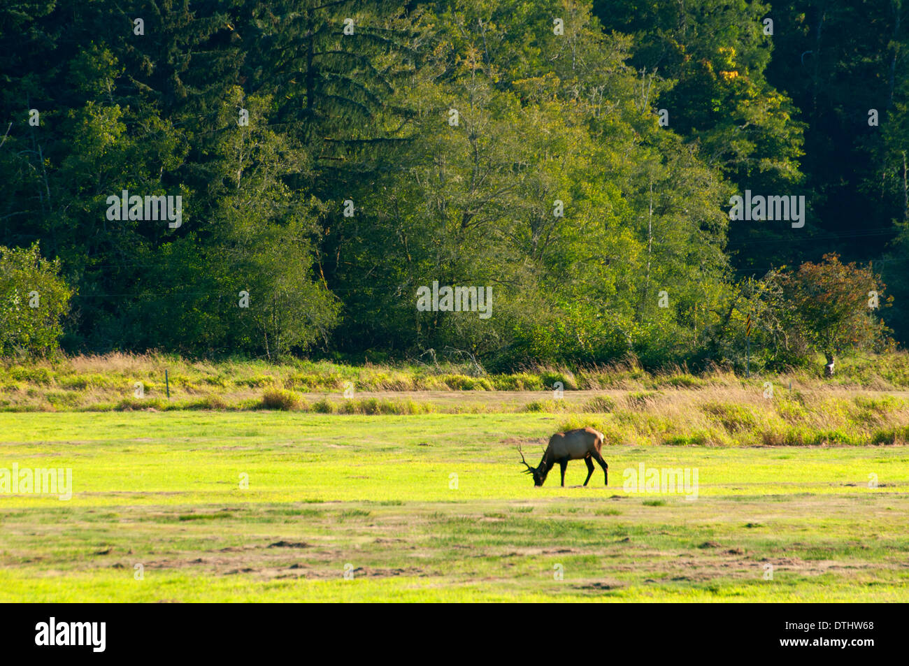 Roosevelt elk, Dean Creek Elk Viewing Area, Coos Bay Bureau of Land
