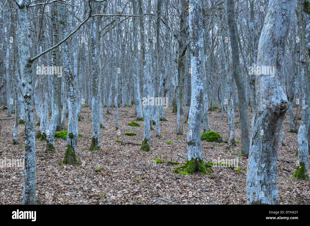 Fairy tale hornbeam forest at autumn Stock Photo