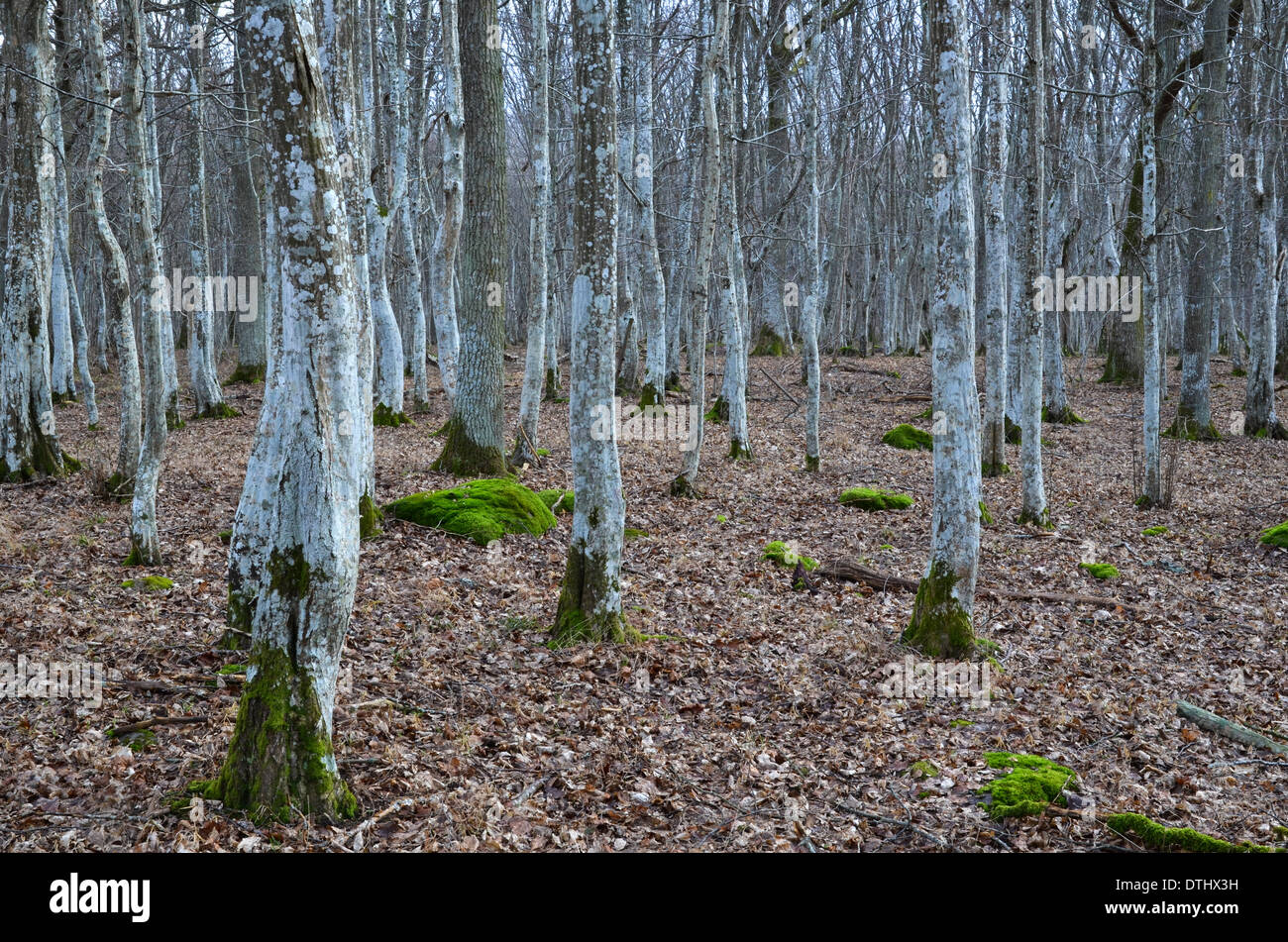 Mystical hornbeam forest at autumn Stock Photo