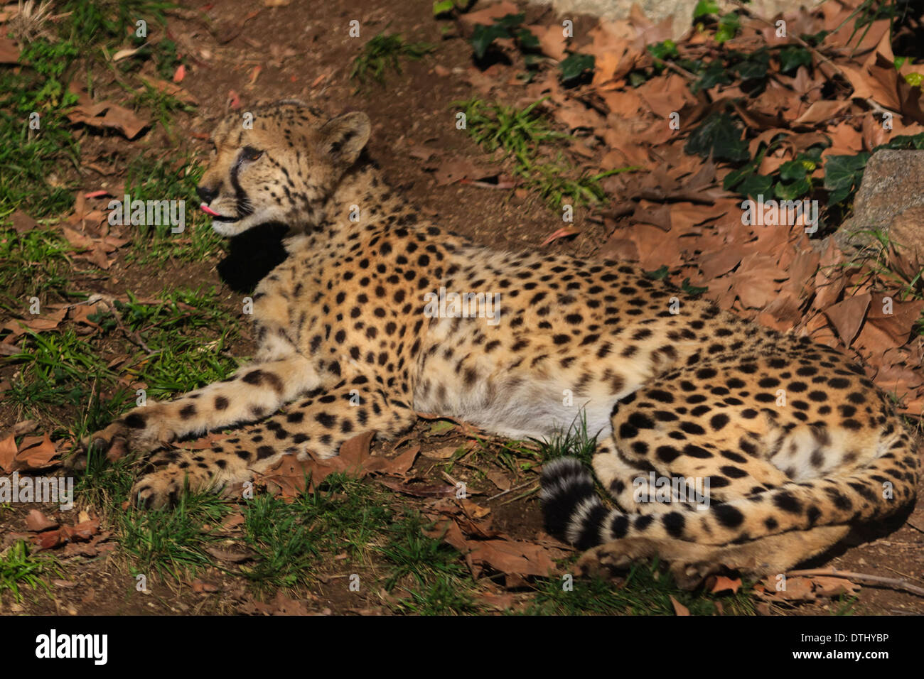 Resting cheetah. Stock Photo