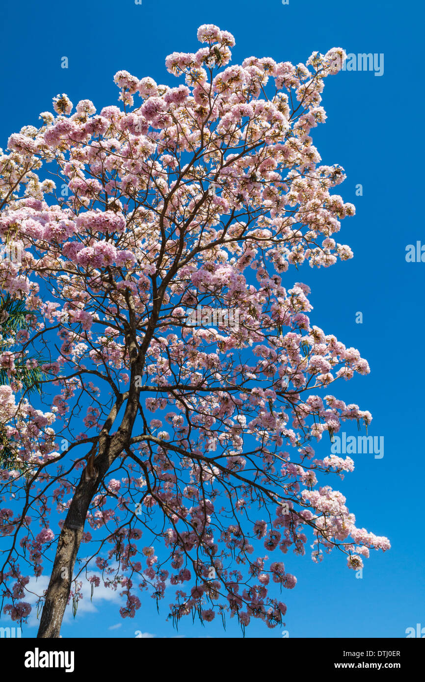 Tabebuia rosea in bloom Stock Photo