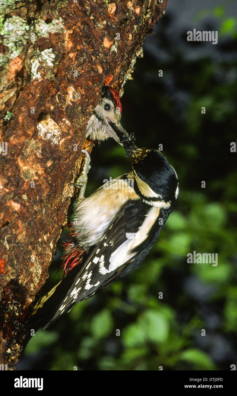 GREATER SPOTTED WOODPECKER FEEDING A YOUNG ONE AT A NEST HOLE IN A TREE TRUNK Stock Photo