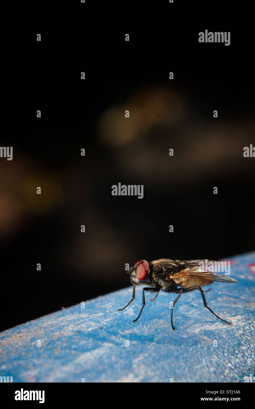 Musca domestica Stock Photo