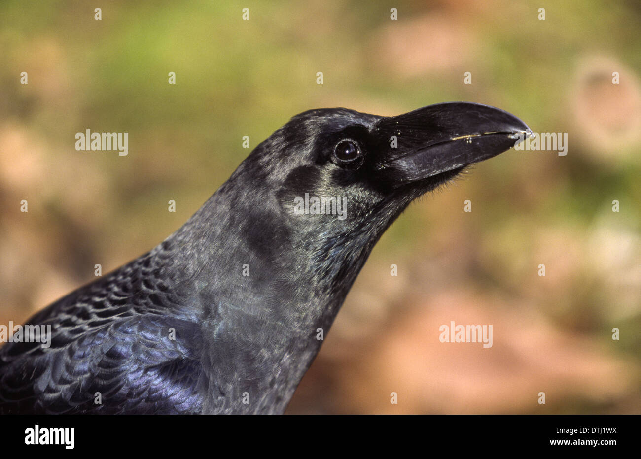 JAPANESE CROW OR JUNGLE CROW (Corvus macrorhynchos) AND ITS BEAK Stock
