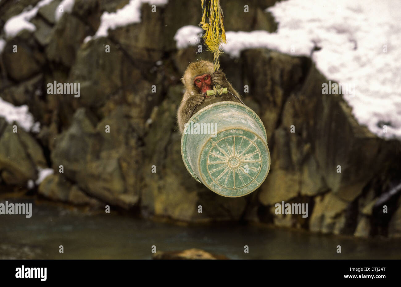 YOUNG JAPANESE MACAQUE OR SNOW MONKEY (Macaca fuscata) PLAYING IN A BUCKET SUSPENDED OVER A RIVER Stock Photo