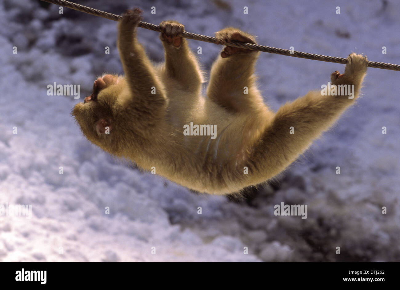 JAPANESE MACAQUE OR SNOW MONKEY  (Macaca fuscata) USING A WIRE CABLE AS A BRIDGE TO CROSS A VALLEY COVERED WITH SNOW Stock Photo