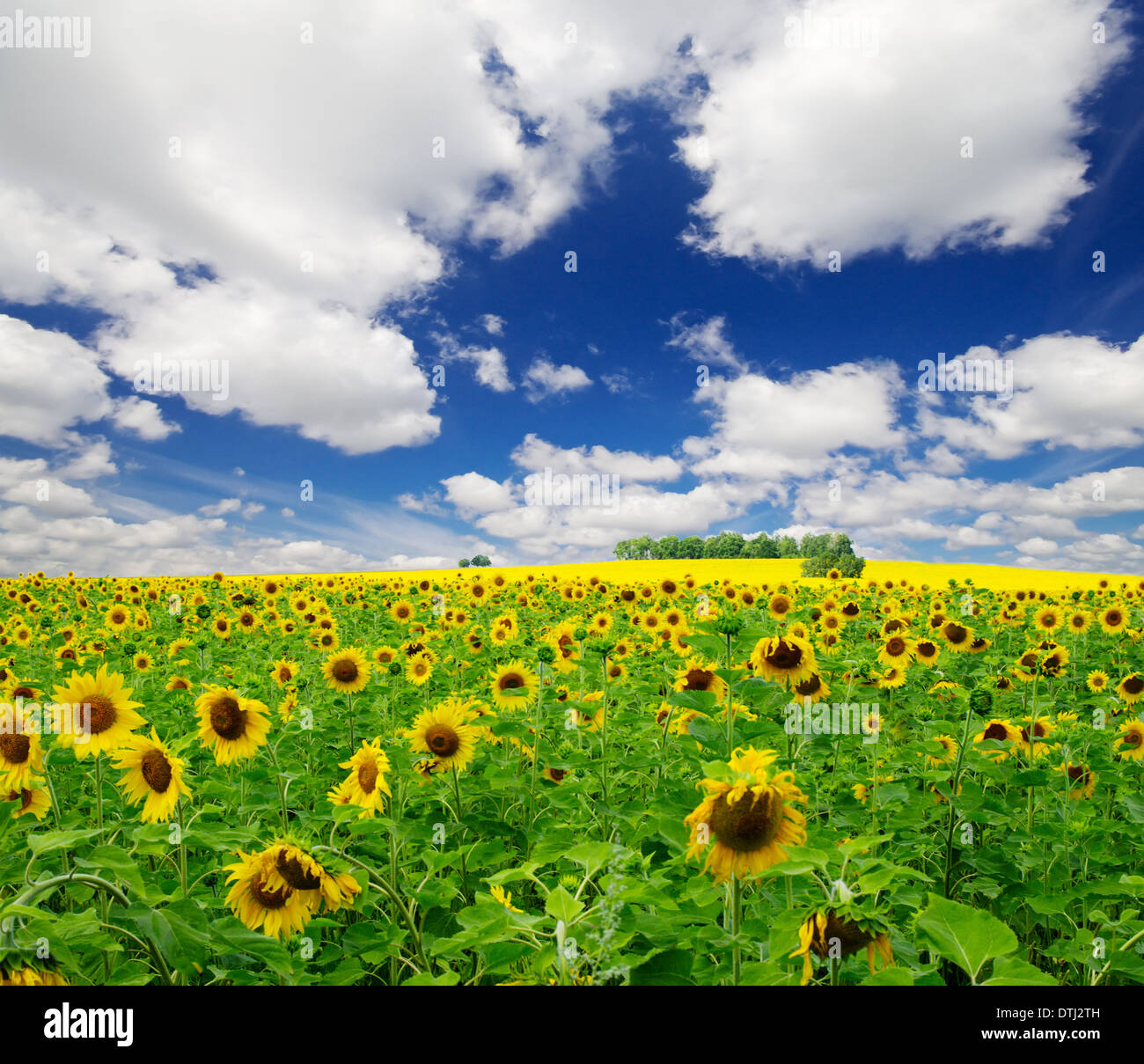 Sunflower field under blue sky Stock Photo - Alamy
