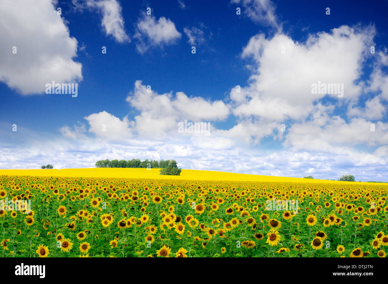 Sunflower field under blue sky Stock Photo - Alamy