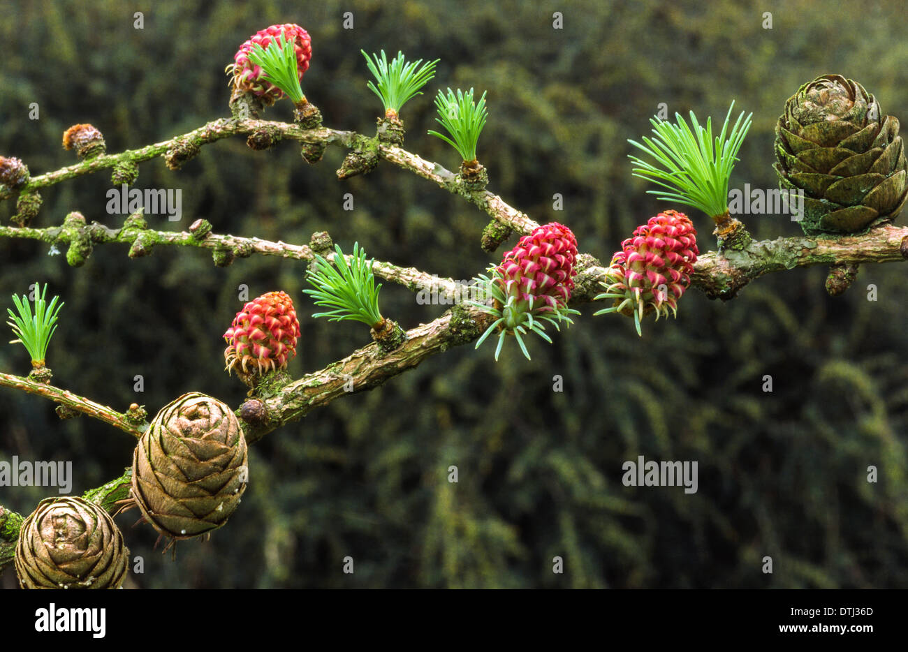 LARCH TREE [ LARIX ] FLOWERS NEEDLES AND CONES IN SPRING Stock Photo