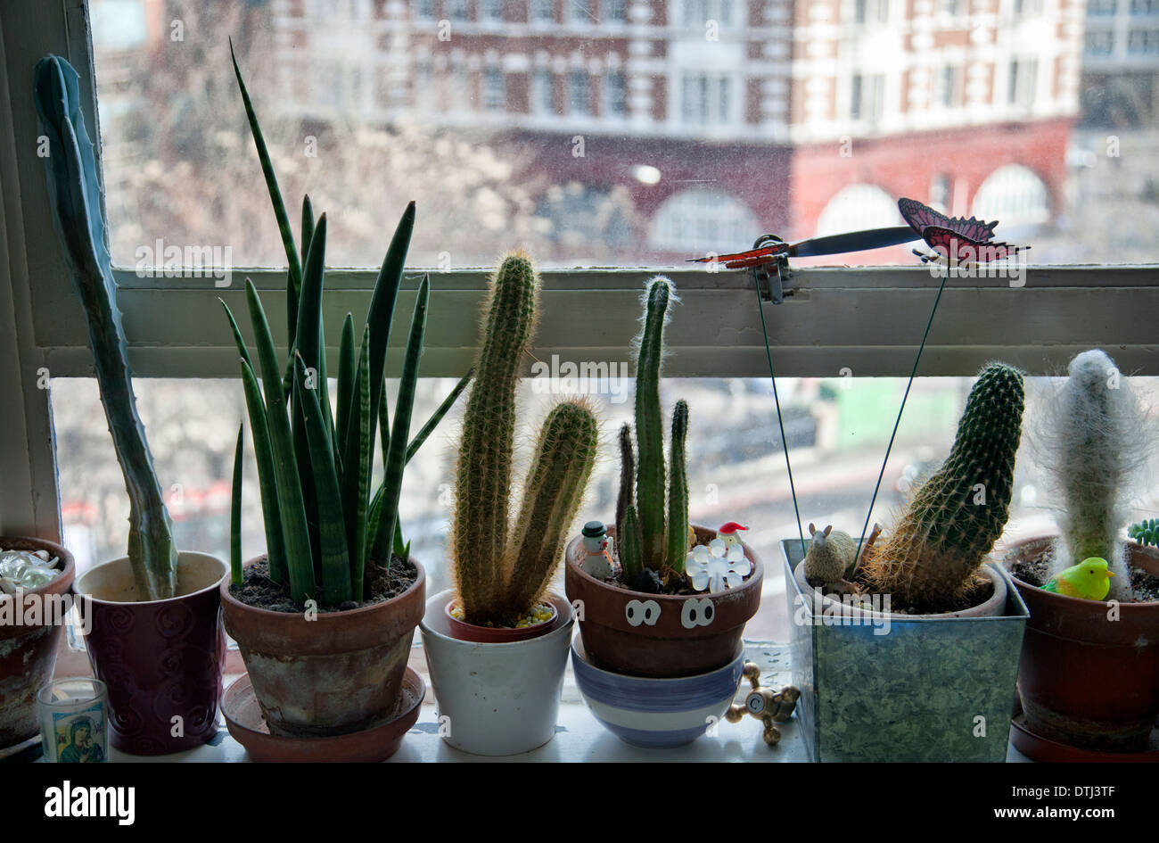 Cactus Window Sill Stock Photos Cactus Window Sill Stock Images