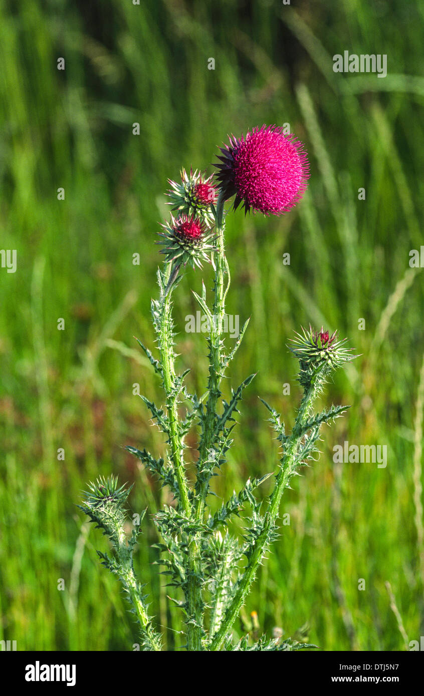 MUSK THISTLE FLOWER [ Carduus nutans ]AND PLANT GROWING IN WALES Stock Photo