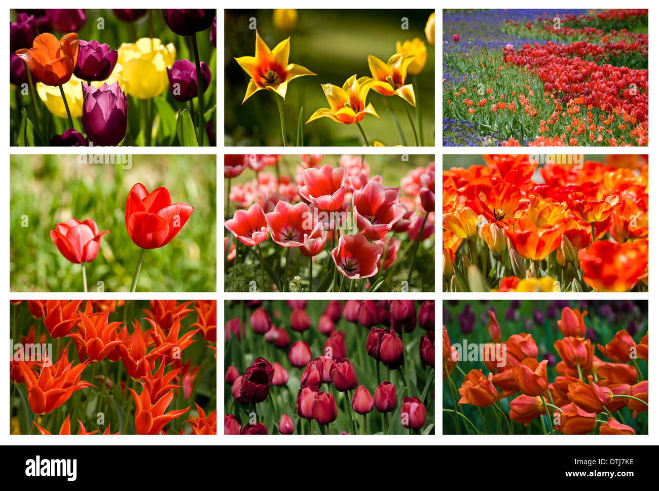 Collage from different colored such as red, orange pink tulips Stock Photo