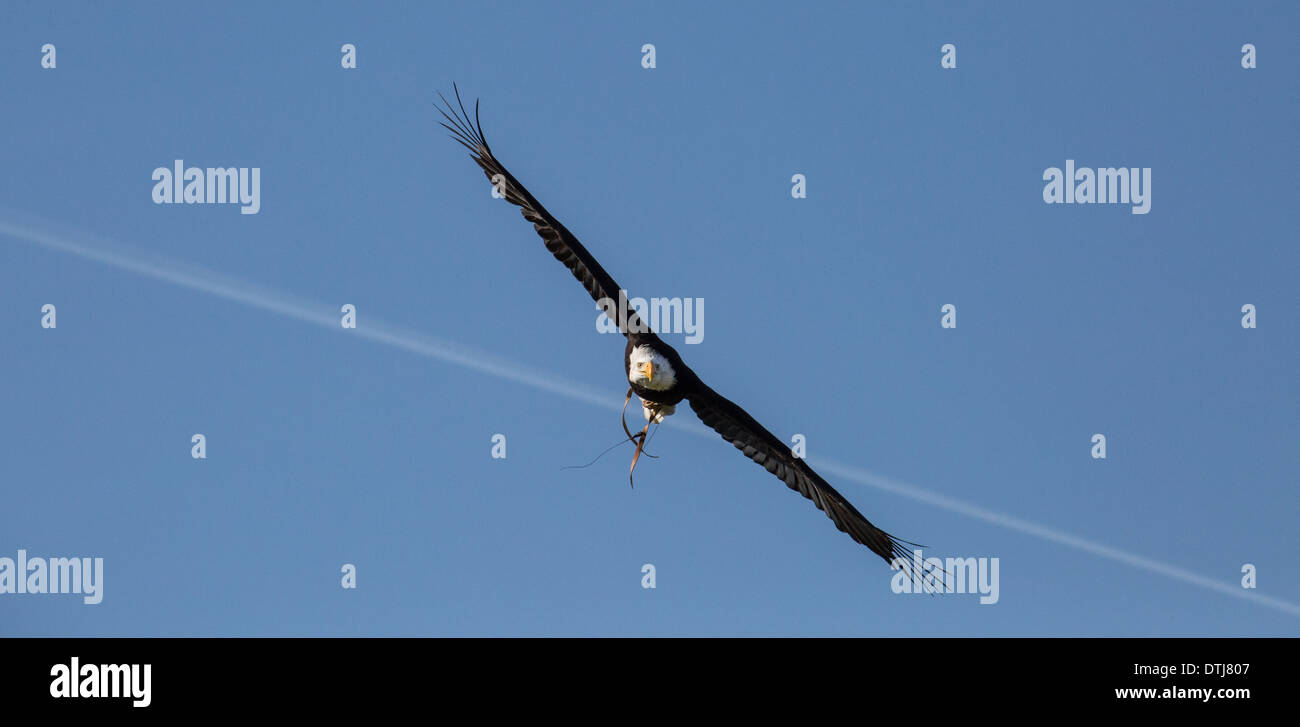 Gold Eagle crossing a vapour trail in a blue sky Stock Photo